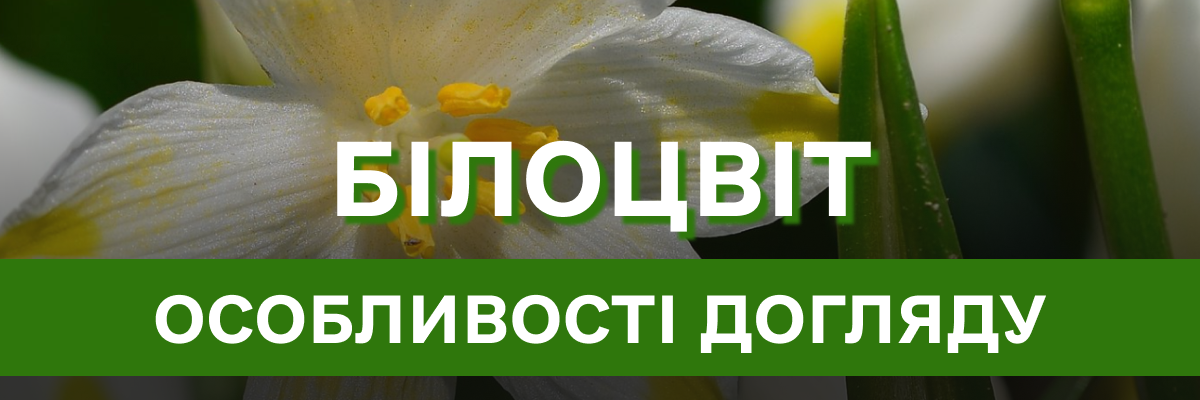 Секрети успішного вирощування білоцвіту