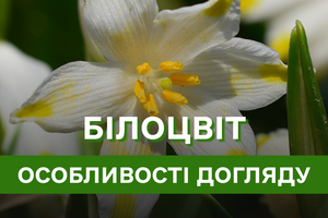 Секрети успішного вирощування білоцвіту