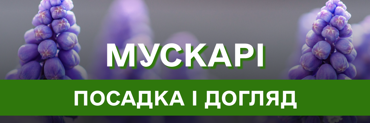 Мускарі: посадка і догляд, особливості вирощування,  види і сорти весняної квітки