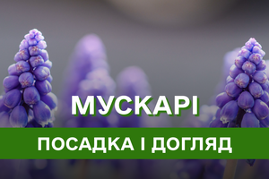 Мускарі: посадка і догляд, особливості вирощування,  види і сорти весняної квітки