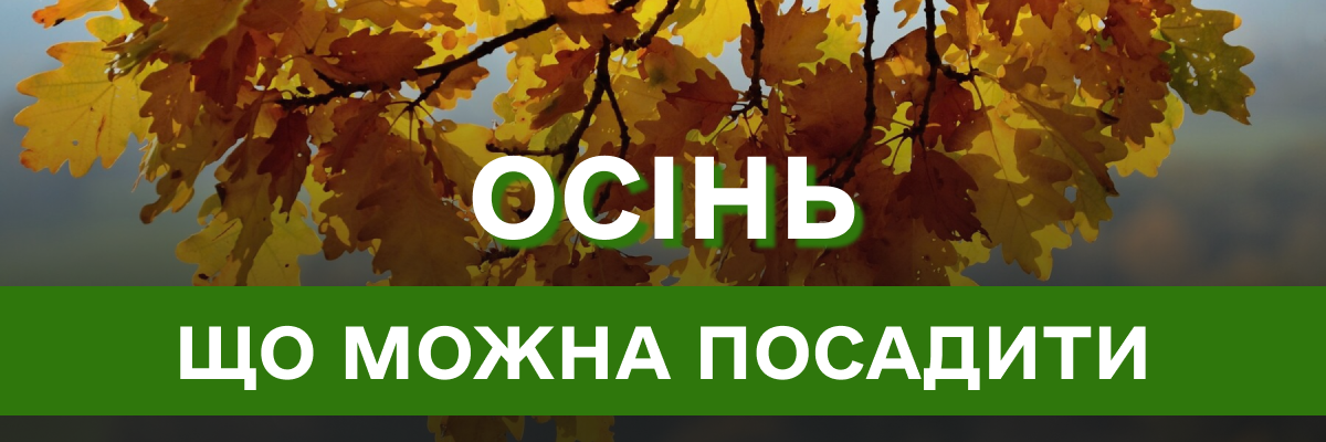 Які квіти найкраще підходять для посадки восени?