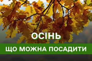 Які квіти найкраще підходять для посадки восени?