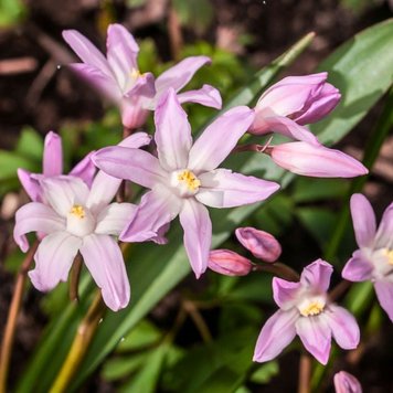 Пролісок "Bifolia Rosea" (розмір 5/+, середній) 5шт в упаковці