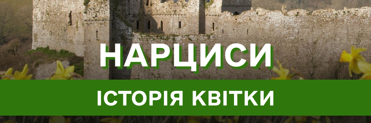 Нарциси: від Давньогрецьких міфів до сучасних садів