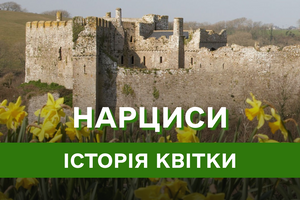 Нарциси: від Давньогрецьких міфів до сучасних садів