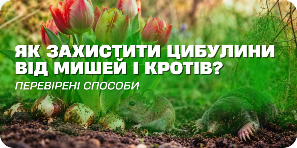 Як захистити цибулини від мишей і кротів: перевірені способи