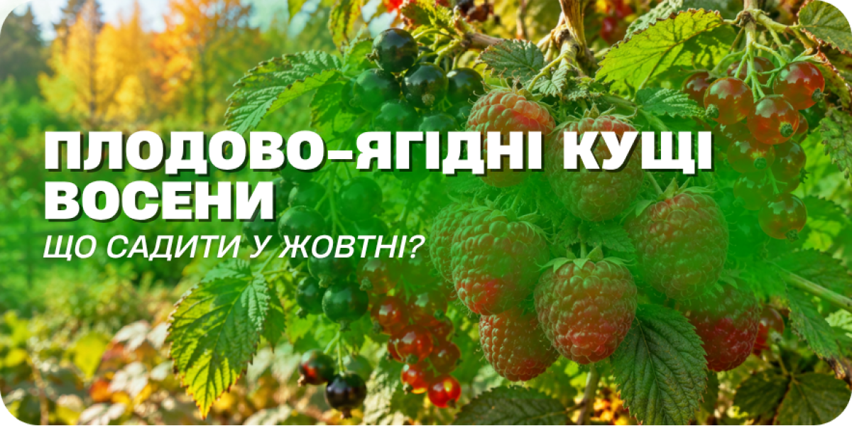 Плодово-ягідні кущі восени: що садити у жовтні
