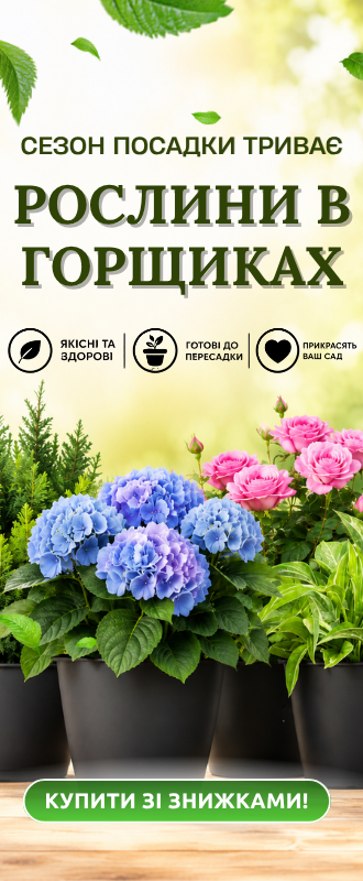 Рослини в горщиках