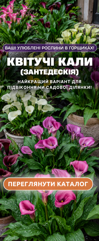 Насіння