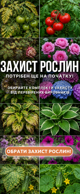 Рассада