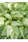 Хоста "Kiwi Spearmint" (кореневище) 1 шт в упаковці