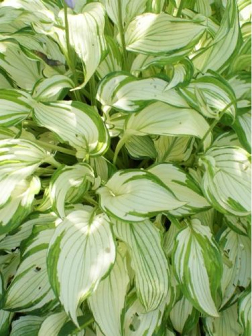Хоста "Kiwi Spearmint" (кореневище) 1 шт в упаковці