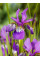 Ірис Sibirica Claret Cup