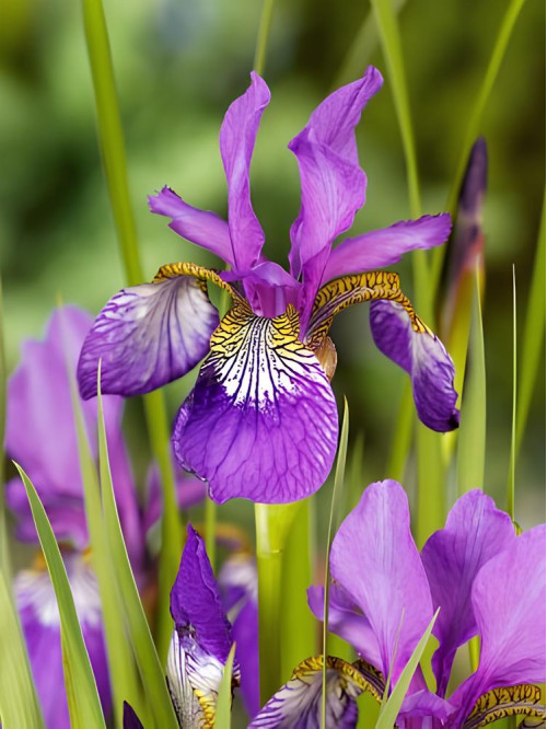 Ірис Sibirica Claret Cup