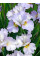 Ірис Sibirica Dawn Waltz