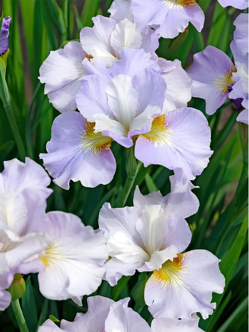 Ірис Sibirica Dawn Waltz