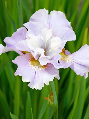Ірис Sibirica Dawn Waltz