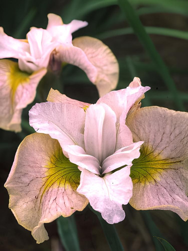 Ірис Sibirica Lemon Veil