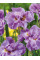 Ірис Sibirica Pink Parfait