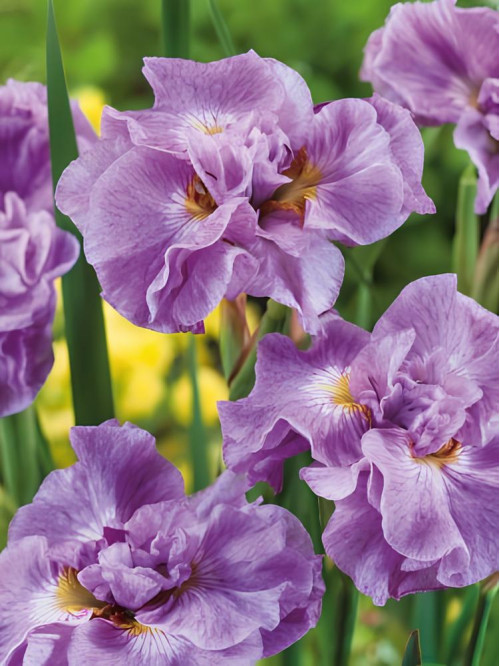 Ірис Sibirica Pink Parfait