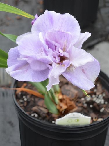 Ірис Sibirica Pink Parfait