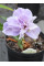 Ірис Sibirica Pink Parfait