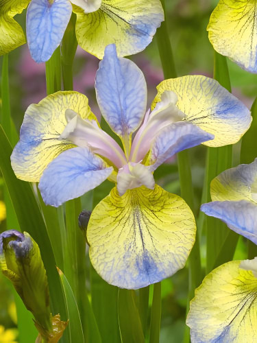 Ірис Sibirica Tipped in Blue