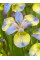 Ірис Sibirica Tipped in Blue