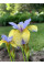Ірис Sibirica Tipped in Blue