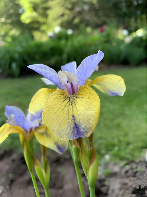 Ірис Sibirica Tipped in Blue