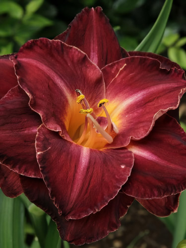 Лілейник Burgundy Love