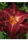 Лілейник Burgundy Love