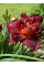 Лілейник Burgundy Love