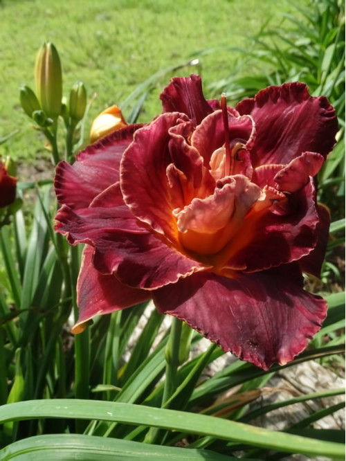 Лілейник Burgundy Love