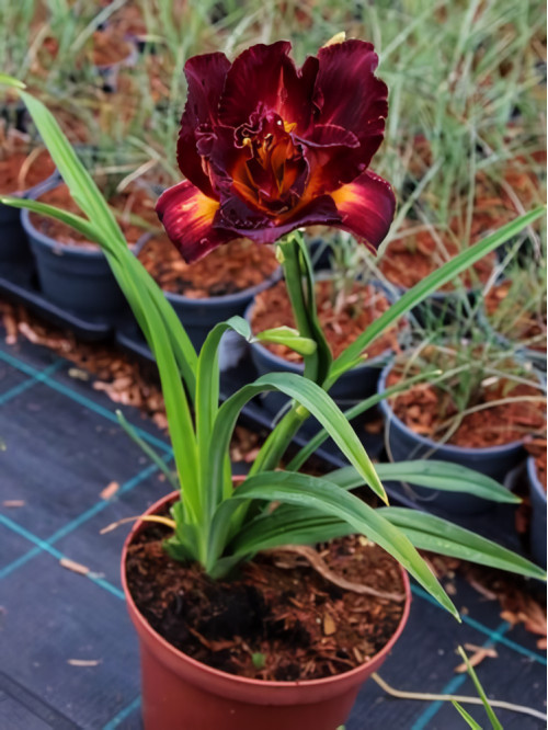 Лілейник Burgundy Love