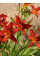 Лілейник Crimson Pirate