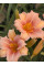 Лилейник EveryDaylily Pink Cream