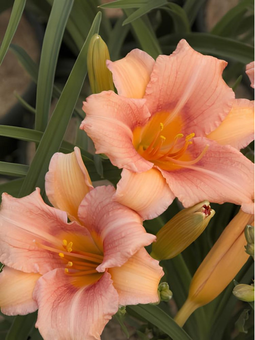 Лилейник EveryDaylily Pink Cream