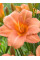 Лилейник EveryDaylily Pink Cream