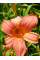 Лілейник Hall's Pink