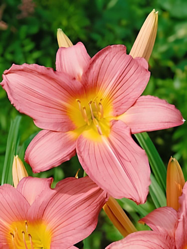 Лілейник Hall's Pink