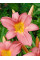 Лілейник Hall's Pink