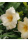 Лилейник Longfields Pearl
