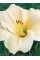 Лилейник Longfields Pearl