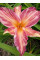 Лилейник Pink Stripes