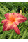 Лилейник Pink Stripes