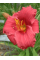 Лилейник Siloam Red Toy