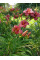 Лилейник Siloam Red Toy