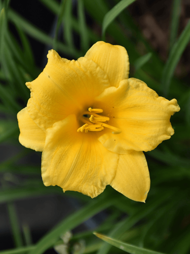 Лілейник Stella de Oro