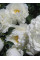 Пион Bowl of Cream (1 шт. в упаковке)